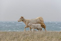 RF - Domestic sheep, ewe with lamg, along the coast on the Langanes peninsula, northeast Iceland. May. (This image may be licensed either as rights managed or royalty free.)