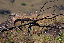 Nilgiri marten (Martes gwatkinsii) walking on a fallen branch in Mukurthi National Park, Tamil Nadu, India.