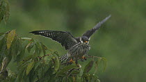 Amur falcon (Falco amurensis) stretching wings and ruffling feathers in the rain, part of a large group congregating during their migration from Siberia to Africa, near Doyang reservoir, Nagaland, Ind...