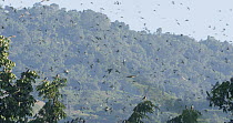 Slow motion clip of Amur falcons (Falco amurensis) congregating at roost site during their migration from Siberia to Africa, near Doyang reservoir, Nagaland, India, October.