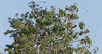 Amur falcons (Falco amurensis) roosting in a tree during their migration from Siberia to Africa, near Doyang reservoir, Nagaland, India, October.