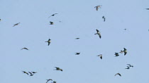 Slow motion clip of Amur falcons (Falco amurensis) congregating at roost site during their migration from Siberia to Africa, near Doyang reservoir, Nagaland, India, October.
