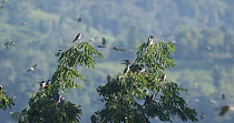 Slow motion clip of Amur falcons (Falco amurensis) congregating during their migration from Siberia to Africa, with some roosting in a tree, near Doyang reservoir, Nagaland, India, October.
