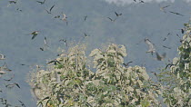 Slow motion clip of Amur falcons (Falco amurensis) congregating during their migration from Siberia to Africa, near Doyang reservoir, Nagaland, India, October.