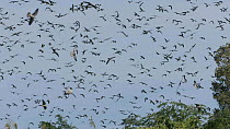 Slow motion clip of a large flock of Amur falcons (Falco amurensis) congregating during their migration from Siberia to Africa, near Doyang reservoir, Nagaland, India, October.