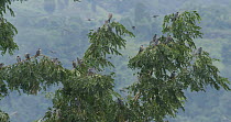 Amur falcons (Falco amurensis) congregating during their migration from Siberia to Africa, with soome roosting in a tree, near Doyang reservoir, Nagaland, India, October.