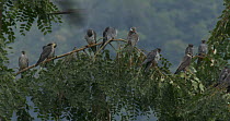 Amur falcons (Falco amurensis) roosting in a tree during their migration from Siberia to Africa, near Doyang reservoir, Nagaland, India, October.