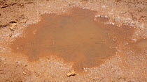 Timelapse of a puddle drying out, killing a large number of Indian bullfrog (Hoplobatrachus tigerinus) tadpoles, Honnavar, Karnataka, India.