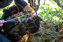 People ringing White tailed eagle (Haliaeetus albicilla) chicks in nest and taking biological measurements. Mull, Scotland, UK, June