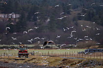 White tailed eagle (Haliaeetus albicilla) hunting gulls on farmland with tractor in background, Scotland, UK, January.