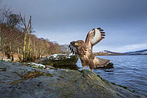 Common buzzard (Buteo buteo) on rock with loch and Celtic rainforest in back ground, Scotland, UK, January.