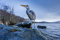 Grey Heron (Ardea cinerea) hunting for food on rock with loch and Celtic rainforest in back ground, Scotland, UK, January.