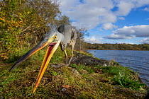 Grey heron (Ardea cinerea) hunting for food amongst moss with loch and Celtic rainforest in back ground, Scotland, UK, October..