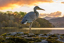 Grey Heron (Ardea cinerea) hunting for food on moss with loch and Celtic rainforest in back ground, Scotland, UK, October.