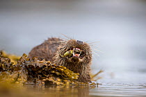 Otter (Lutra lutra) close up feeding on crab, Argyll, Scotland, UK, August.