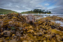 Otter (Lutra lutra) portrait on shore with boats in background. Argyll, Scotland, UK, August.