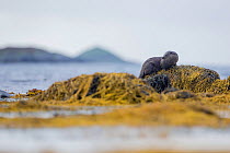 Otter (lutra lutra) on seaweed covered rocks with islands behind, Argyll, Scotland, UK, September.