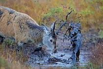Red Deer (Cervus elaphus) covering itself in mud from a muddy puddle after urinating in it in order to smell strong and warn off rivals, Scotland, UK, October.