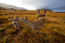 Red deer (Cervus elaphus) hinds being photographed by a photography tour. Scotland, UK, October.