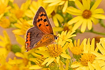 Male small copper butterfly (Lycaena phlaeas), feeding on common ragwort, Sutcliffe Park Nature Reserve, Eltham, London, England, July