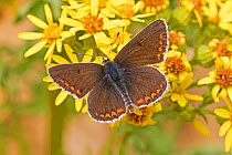 Male brown argus butterfly (Aricia agestis) feeding on common ragwort, Sutcliffe Park Nature Reserve, Eltham, London, July