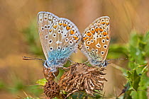 Mating pair of common blue butterflies (Polyommatus icarus) on dried thistle head, Sutcliffe Park Nature Reserve, Eltham, London, England, August