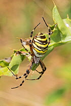 Female wasp spider (Argiope bruennichi), Sutcliffe Park Nature Reserve, Eltham, London, England, August