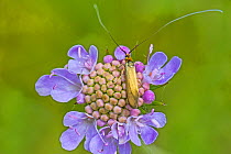 Brassy longhorn moth (Nemophora metallica) feeding on small scabious (Scabiosa columbaria), Hutchinson&#39;s Bank, New Addington, London, England, August