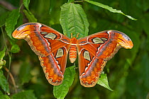 Female Atlas moth (Attacus atlas) occurs in South, East and South-east Asia