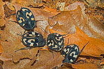 Question mark cockroaches (Therea olegrandjeani), captive