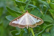 Box tree moth (Cydalima perspectalis), invasive species from Asia. Beverley Court Gardens, Lewisham, England, September