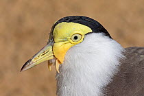 Masked lapwing or wattled plover (Vanellus miles) portrait, captive. Occurs in Australia, Indonesia and Papua New Guinea