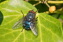 Bluebottle fly (Calliphora vomitoria) on ivy leaf, showing blue abdomen. Beverley Court Gardens, Lewisham, England, November
