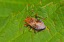 Rhopalid bug (Rhopalus subrufus), Brockley Cemetery, Lewisham, England, August