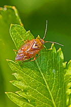 Tarnished plant bug (Lygus rugulipennis), Brockley Cemetery, Lewisham, England, May
