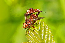 A mating pair of conopid flies (Sicus ferrugineus), New Cross Cutting, Lewisham, England, June