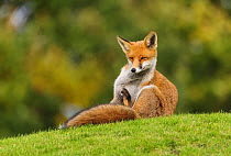 Red Fox (Vulpes vulpes) scratching on grass bank. London, UK. October