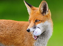 Red Fox (Vulpes vulpes) with golf ball on golf course. London, UK. October.