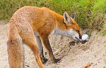 Red Fox (Vulpes vulpes) burying golf ball in a bunker on a golf course. London, UK. October