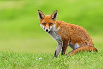 Red Fox (Vulpes vulpes) with a golf ball on a golf course. London, UK. October