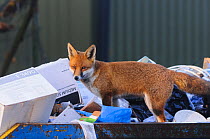 Red Fox (Vulpes vulpes) in a rubbish skip. London, UK. November