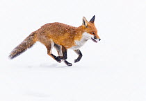 Red Fox (Vulpes vulpes) running through deep snow. London, UK. January