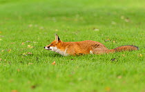 Red Fox (Vulpes vulpes) stalking grey squirrel in a tree. London, UK. October