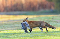 Red fox (Vulpes vulpes) with recently-caught Grey squirrel (Sciurus carolinensis) prey, London, UK. November