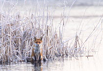 Red fox (Vulpes vulpes) sitting on a frozen lake at the edge of the reeds. London, UK. December.
