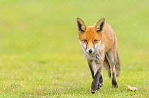 Red Fox (Vulpes vulpes) walking towards the camera. London, UK. October