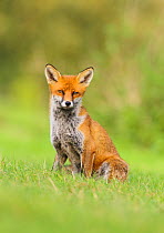 Red Fox (Vulpes vulpes) sitting on grass bank. London, UK. October