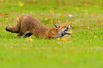 Red Fox (Vulpes vulpes) yawning and stretching. London, UK. October