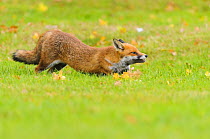 Red Fox (Vulpes vulpes) yawning and stretching. London, UK. October