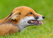 Red Fox (Vulpes vulpes) portrait with ears in submissive position. London, UK. October